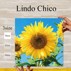 Fab-Lindo-Chico-abc-059